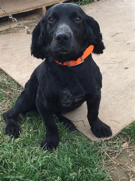 Field bred english cocker spaniel for sale - WFK Annabelle’s Back in Black “Onyx” is a beautiful Field bred English Cocker Spaniel. She has tremendous drive, excellent nose, loves to work. Lovely disposition and temperament — Gets along well with everyone and all our other dogs. Loves to retrieve on land and water.